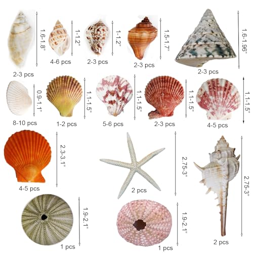 Natural Sea Shells Mixed -15 Kinds of Natural Seashells,Each 2 Kinds Starfish & Urchins for Aquarium Fish Tank,DIY Arts Crafts Project,Beach Theme Home Wedding Party Decor,Vase Fillers,1~3.5" - color: Mixed Color
