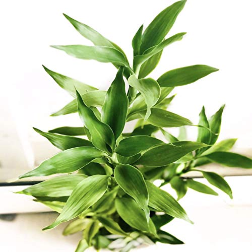 Dracaena Sanderiana Green 3 Bundles Lucky Bamboo Freshwater Live Aquarium Plants Background Fish Tank Decoration