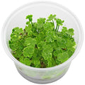 Tissue Culture Live Aquarium Plants | in Vitro Freshwater Aquatic Plants for Small Aquariums and Foreground (Dwarf Pennywort) - style: Dwarf Pennywort