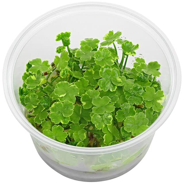 Tissue Culture Live Aquarium Plants | in Vitro Freshwater Aquatic Plants for Small Aquariums and Foreground (Dwarf Pennywort) - style: Dwarf Pennywort