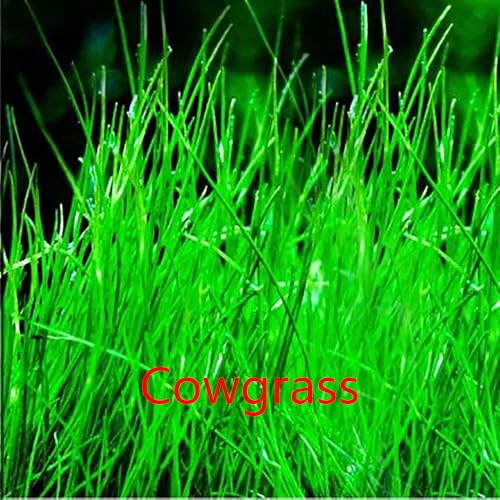 4 Pack Aquarium Plant S.e.e.ds, no Artificial Plastic Plant, Fish Tank Live Grass for All substrates (0.36ozTiny+0.36oz Long+0.35ozHeart-Shaped 0.35oz Big Dual) LZBS1