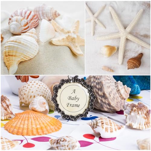 Fangoo 1.5 LB Mixed Sea Shells, 130+ PCS Beach Seashells Starfish Oyster Shells Various Sizes Ocean Seashells for Fish Tank Vase Fillers Beach Theme Party Wedding Decor DIY Crafts Home Decorations - color: Colorful-1