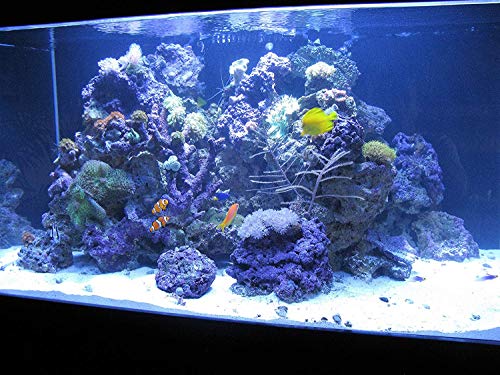 Kolar Labs Crystal Cal Activated Carbon – 1 Gallon, Activated Charcoal for Aquariums and Fish Tanks - size: 1.3 kg (Pack of 1)