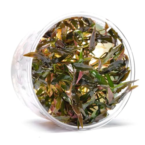 Ultum Nature Systems Live Plants - Crypt Walkeri (Cryptocoryne Walkeri) - Low to Medium Light, Green and Bronze Accent, Foreground to Midground Placement, Rosette Growth - Tissue Culture - color: Cryptocoryne walkeri