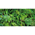 AWERT 48x20 inches Tropical Terrarium Background Tropical Plants Leaves Aquarium Background Rainforest Reptile Habitat Background Vinyl - size: 48x20in/120x50cm