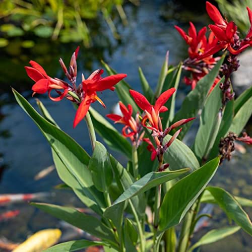 Chalily Canna 'Endeavor', a Great Live Pond Plant for Your Water Garden. Filters koi and Goldfish Ponds. Good for Bogs, Plant Shelf or Shallow Water This marginal Aquatic is a Real Beauty - color: Canna 'Endeavor'