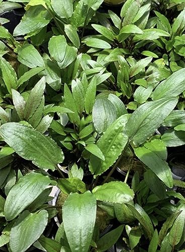 Marcus Fish Tanks - Cryptocoryne Wendtii Green Crypt Wendtii Easy Live Aquarium Plants for Aquatic Freshwater Fish Tank B2 GET 1