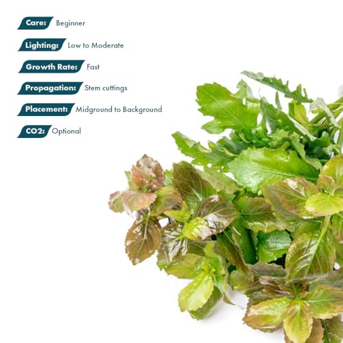 SubstrateSource Live Aquarium Stem Plants - Freshwater Aquatic Plant for Fish Tanks, Aquascaping - (Water Wisteria Hygrophila Difformis, 1 Bunch) - color: Hygrophila Difformis / Water Wisteria, size: Lead Bunch - 1 Pack