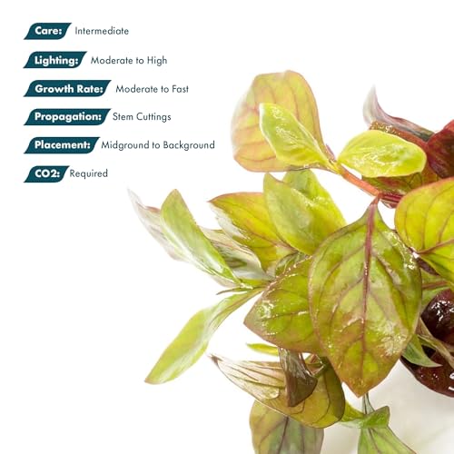 SubstrateSource Live Aquarium Stem Plants - Freshwater Aquatic Plant for Fish Tanks, Aquascaping - (Alternanthera Red Broad Leaf, 1 Bunch) - color: Alternanthera Red Broad Leaf, size: Lead Bunch - 1 Pack