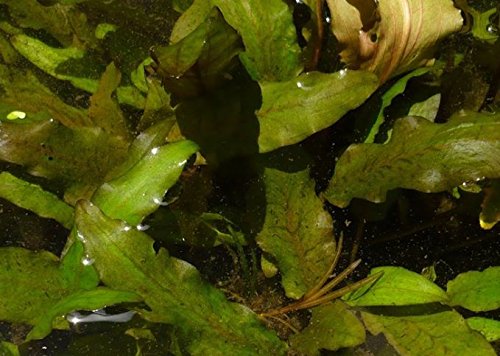 (Crytocoryne Wendtii Green Gecko) Live Aquarium Plants in Tissue Culture Cup Anubias, Cryptocoryne, Bucephalandra, Piptospatha Ridleyi and More 100% Pest Snail and Algae Free