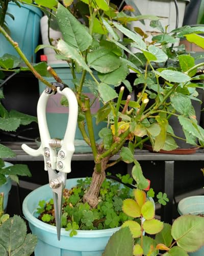 Fondwell 6" Pruning Shears Garden Scissors: Ultra Sharp Garden Clippers - Reliable Flower Snips for Trimming Small Plants - style: 6" Straight