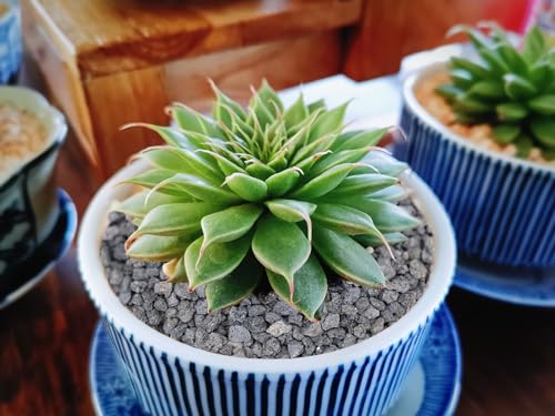Boniosz 5lb Black Horticultural Lava Rock Soil Additive for Cacti, Vase Fillers, Succulents and Terrarium Plants - No Dyes or Chemicals - 100% Pure Volcanic Rock - color: Black Lava Rocks, size: 5lb