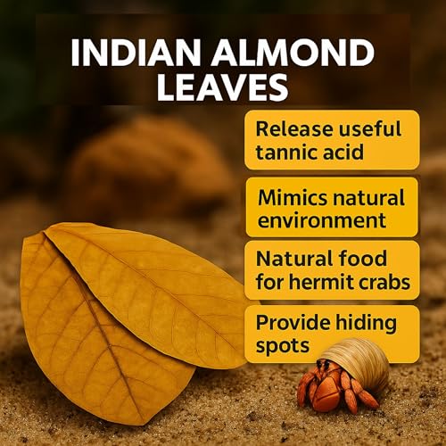 Hermit Crab Tank Accessories Indian Almond Leaves 6 Inch – Pack of 10 Natural Catappa Leaves for Aquarium & Reptile Tanks – Safe for Betta Fish, Shrimp, Snails & Amphibians