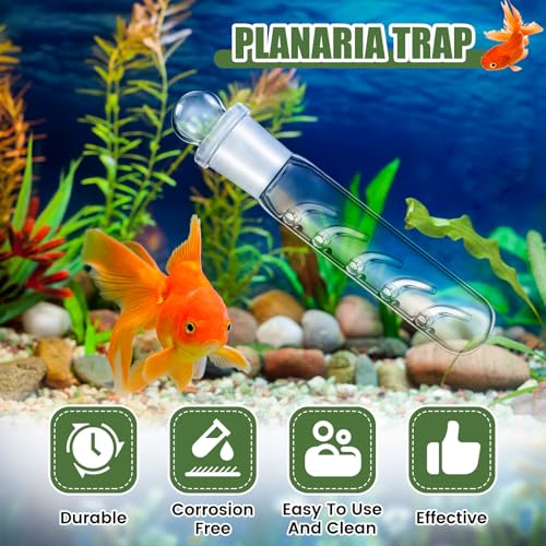 Qualirey 4 Pack Planaria Catch Trap for Aquarium Snail Leech Clear Glass Planaria Trap for Dwarf Shrimp Red Cherry Shrimp Tank(5 Holes) - style: 5 Holes