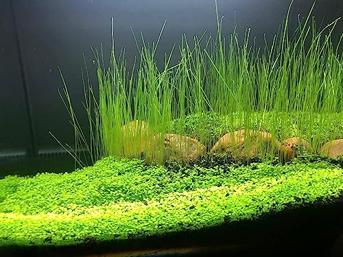 3 Bags Aquarium Plant S.e.e.d set, not aritifical plastic, Fresh Water Grass for Fish Tank zmml4