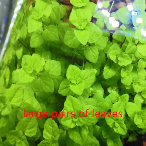 5 Pack Aquarium Plant S.e.e.d Set, not Artificial plasticl Plant. Real Grass Tank Decor Replacement for Resin or Plastic Grass JYL5pcyimoyuiyang2603169977