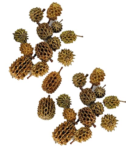 Alder & Casuarina Cones Betta Shrimp Tank Promotes Natural Habitat, Breeding, Tannin Producing Improves Immunity, Easy to Use, by Awesome Aquatic (25 Pack Casuarina) - size: 25 Pack Casuarina