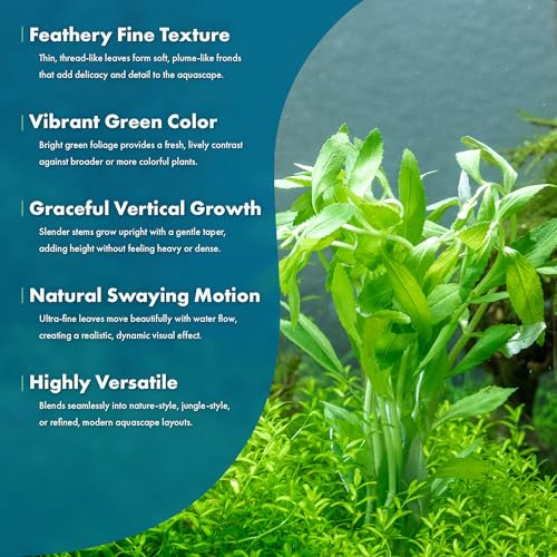 SubstrateSource Live Aquarium Stem Plants - Freshwater Aquatic Plant for Fish Tanks, Aquascaping - (Limnophila Belem, 1 Bunch) - color: Limnophila Belem, size: Lead Bunch - 1 Pack