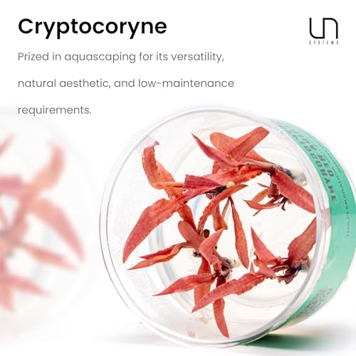 Ultum Nature Systems Live Tissue Culture - Cryptocoryne Albida 'Red' - Moderate - Low to Medium Light - Pink and Red Accent - Foreground to Midground - 100% Snail Free Grown in-Vitro - Regular Cup - color: Cryptocoryne Albida Red