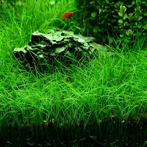 4 Pack Aquarium Plant S.e.e.d Set, not Artificial plasticl Plant. Real Grass Tank Decor Replacement for Resin or Plastic Grass NO：9527-10