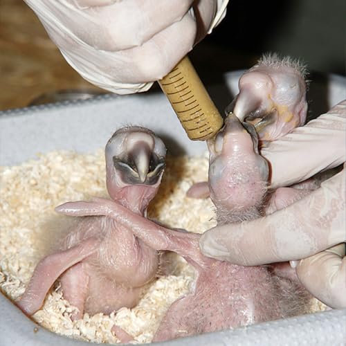 Baby Bird Feeding Syringe Set, Pet Parrot Milk Feeding Syringe with Tubes, Parrot Feeding Tubes Measuring Tools for Feeding Pets Scientific Industrial Labs… (10ml +10ml +12ml White) - color: 10ml +10ml +12ml White