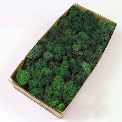 Preserved Reindeer Moss Natural Green DIY Kit Gardenning Art Wall Decor Florist Decor Easter Table Decor Wedding - color: Green-12, size: 0.85 lb