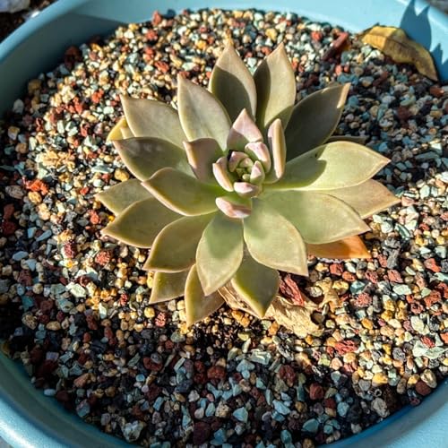 15lb Mix Horticultural Lava Rock Pebbles Pumice Potting Soil Amendment Succulent Cactus Bonsai Gritty Rock Decorative Gravel Plant Drainage Volcanic Rock for Aquarium Fairy Gardening Top Dressing - color: Mix Pebbles, size: 15LB