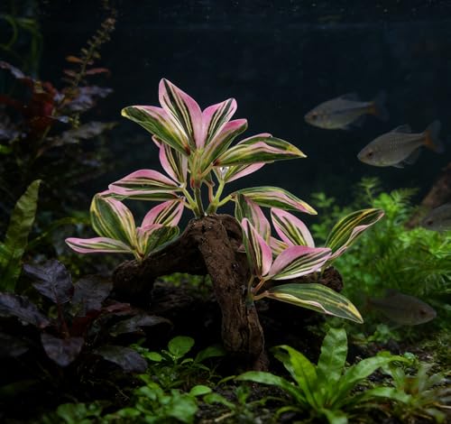 M2cbridge Fish Tank Plastic Soft Grass Artificial Betta Water Plants Decoration Goldfish Hide 2pcs (Pink) - color: Pink