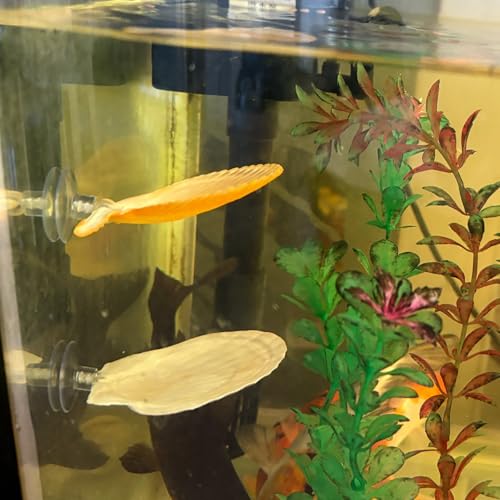 Natural Seashell Aquarium Decor with Suction Cups Fish Tank Hideaway for Betta, Shrimp, Cichlids, Safe Ornament for Freshwater & Saltwater Tanks