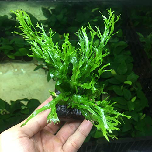 Anubias, Java Fern, Moss and more! Freshwater Live Aquarium Plants on Driftwood for Aquatic Tropical Fish Tank Decorations - Easy for Beginner by Greenpro (Java Fern Windelov)
