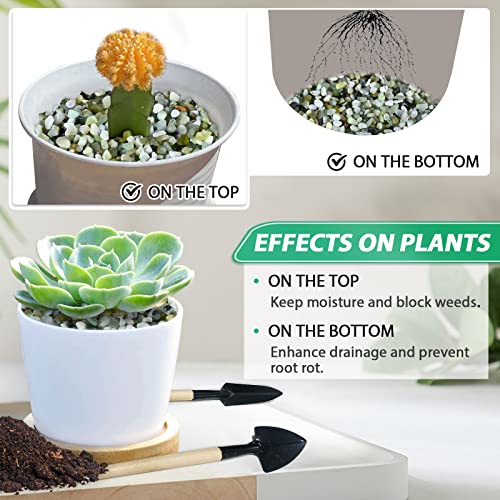 Succulent Rocks for Plants Tiny Pebbles for Planters 2.8LB Pea Gravel Bulk Course Sand Soil Small Decorative Stones for Indoor Bonsai Pots Cactus Top Dressing Aquarium Garden Landscape, Green