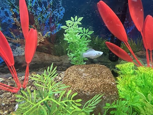 EcoBio-Block Natural Volcanic Rock for Aquarium Water Clarity & Balance — Low-Maintenance Alternative to Weekly Additives — for Freshwater Fish, Turtles, Shrimp & Frogs (Medium, 15-40 gal) - size: 1 Pack, style: Medium