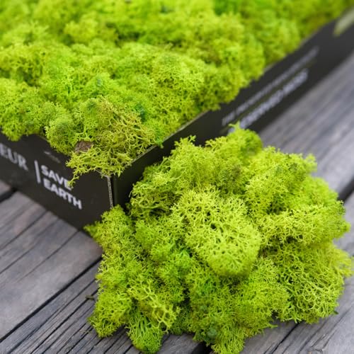 Preserved Reindeer Moss Natural Green DIY Kit Gardenning Art Wall Decor Florist Decor Easter Table Decor Wedding - color: Green-01, size: 0.85 lb
