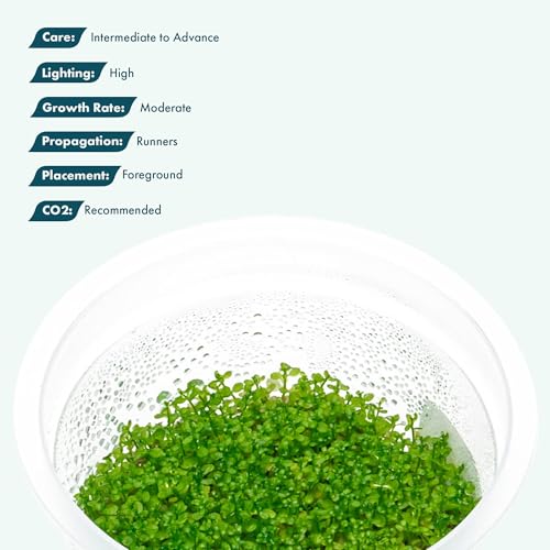 SubstrateSource Live Plant - Dwarf Baby Tears Hemianthus Callitrichoides Live Aquarium Plant Tissue Culture Cup - 100% Snail Free in Vitro (Dwarf Baby Tears) - color: Dwarf Baby Tears Hemianthus Callitrichoides