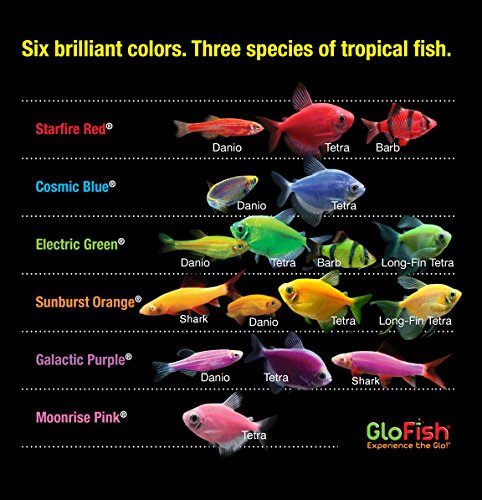 Glofish 10 Gallon Aquarium Fish Tank Kits, Includes LED Lighting and Décor (Amazon Exclusive) - size: 10-gallon kit