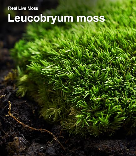 Live Moss Variety Pack for Reptiles– 3-Pack Mixed Real Terrarium Mosses (Each 3.5" x 7") – Live Sheet/Sphagnum Moss for Snake Gecko Turtle Frog Habitats, DIY Plant Décor – Fresh Reptiles Substrate