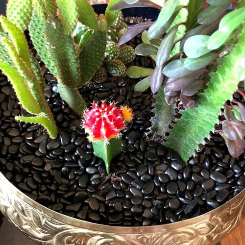 18lb 1/4" Small Pebbles Black for Plants,Potting,Succulents Aquarium Fish Tank Vases Decorative Garden Polished Gravel Rocks Stones - color: Black, size: 18lb