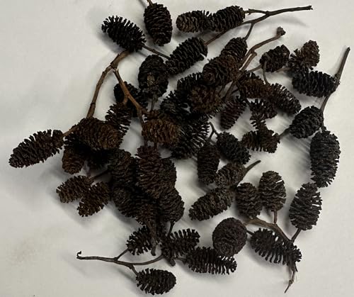 Alder & Casuarina Cones Betta Shrimp Tank Promotes Natural Habitat, Breeding, Tannin Producing Improves Immunity, Easy to Use, by Awesome Aquatic (50 Pack Alder) - size: 50 Pack Alder