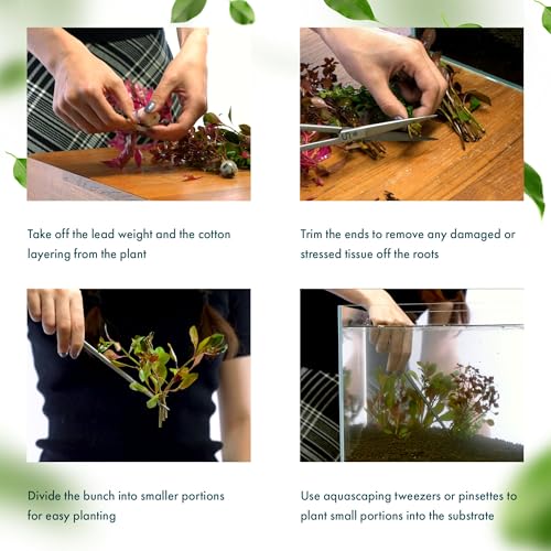 SubstrateSource Live Plants – Water Hedge (Didiplis Diandra) – High Light, Green with Red Tips, Midground to Background Accent – Lead Bunch, 1 Pack - color: Didiplis Diandra, size: Lead Bunch - 1 Pack