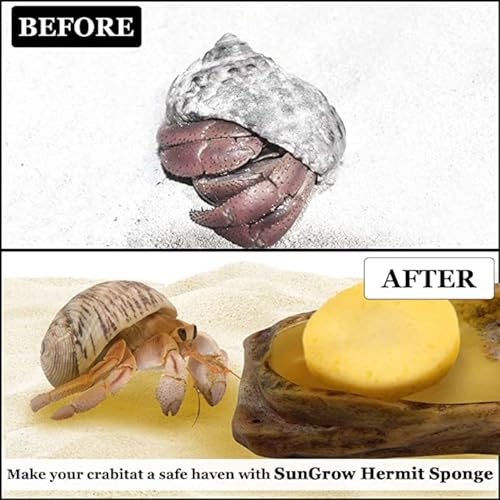 Hermit Crab Sponges for Water, 10 Pack Unbleached Hermit Crab Accessories & Supplies, Pet Crab Sponges Provide Nutrients and Maintain Tank Humidity, Water Dish Yellow Real Sea Sponges, 2" x 1"
