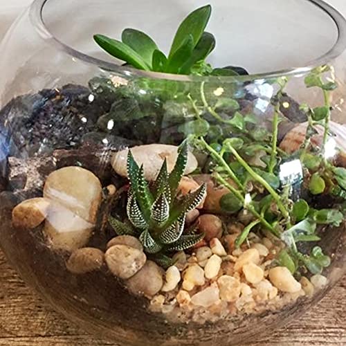 River Rocks for Plants 5.5 LB Small Decorative Pebbles 1"-1.5" Polished Stones Smooth Aquarium Gravel for Fish Tank Vases Indoor Planters Outdoor Landscaping Garden (88oz) - size: 5.5 LB (88oz), style: Natural