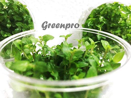 Staurogyne Repens Carpet Foreground Live Aquarium Plants Vitro TC Cup for Freshwater Fish Tank Decorations