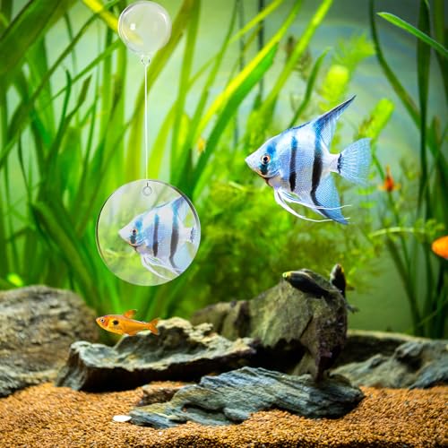 Beta Fish Aquariums Toys Set, 2 Training Rings and 1 Fish Mirror with Floating Ball, Plastic Aquarium Accessories for Fish Enrichment