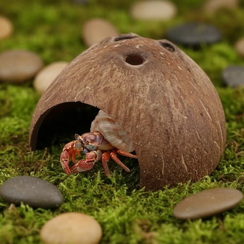 Hypeety Natural Coconut Reptile Habitat Hideout for Reptile, Lizard, Spider, Snake, Aquarium, Fish Hide Cave Hermit Crabs, Hamsters Natural Coco Hut Organic Non-Toxic Aquarium Decoration
