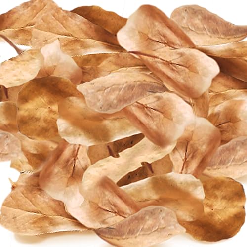 SunGrow 100 Pack Leaf Litter for Spider, Cricket & Isopod, Mini Catappa Dried Indian Almond Leaves, for Vivarium, Terrarium & Aquarium, Mimics Familiar Habitat & Perfect Hiding Spot, Terrarium Décor