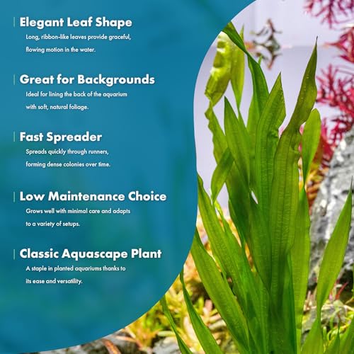SubstrateSource Live Plant - Tall Grass, Vallisneria Americana - Easy Care, Moderate to High Light, Bright Green Accent, Freshwater Aquatic Plant for Aquascaping - Lead Bunch - color: Americana, size: Lead Bunch - 1 Pack