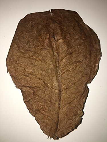 Awesome Aquatics Betta/Shrimp Leaves 5 Premium Catappa Indian Almond Leaves Natural Habitat Tannin Producing Improves Immunity, Easy to USE
