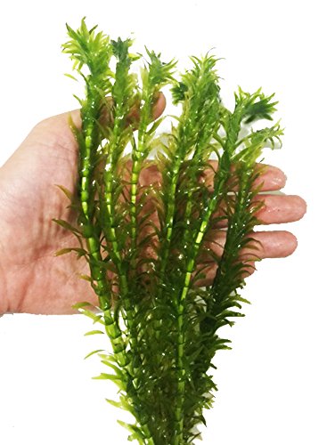 3 Bundles Anacharis Egeria Densa Elodea Live Aquarium Plants Freshwater Pond Aquatic Water Plant Decorations by Greenpro