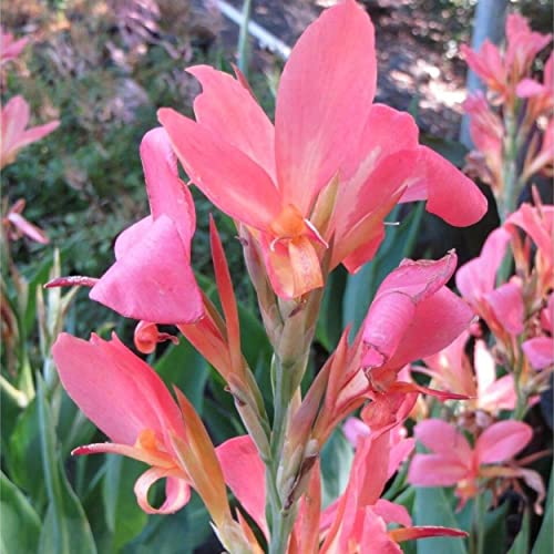 Chalily Canna 'Pink Erebus', a Great Live Pond Plant for Your Water Garden. Filters koi and Goldfish Ponds. Good for Bogs, Plant Shelf or Shallow Water This marginal Aquatic is a Real Beauty - color: Canna 'Pink Erebus'
