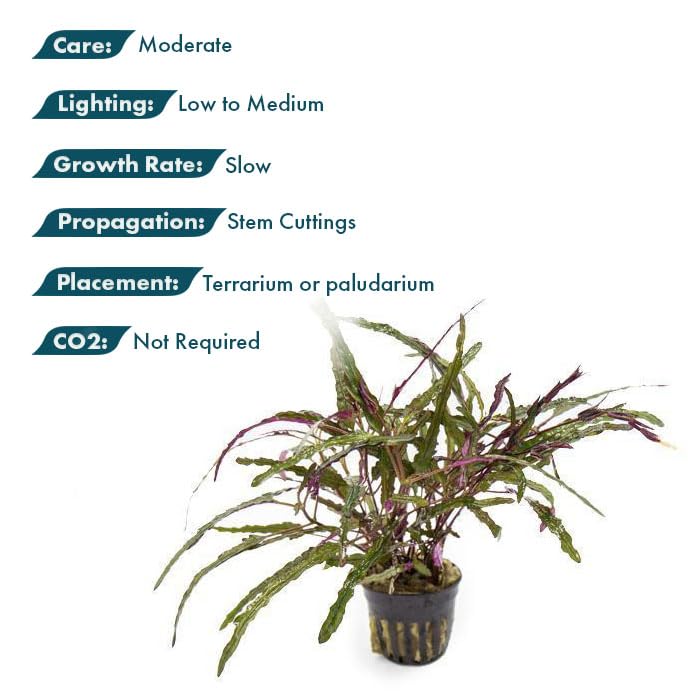 SubstrateSource Live Jungle Plants - Hemigraphis repanda (Hemigraphis sp.) - Low to Medium Light, Purple Green, Terrarium or Paludarium, Textured Rosette Groundcover - Pot - color: Hemigraphis Repanda, size: Pot